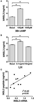 Theca Cell INSL3 and Steroids Together Orchestrate the Growing Bovine Antral Follicle